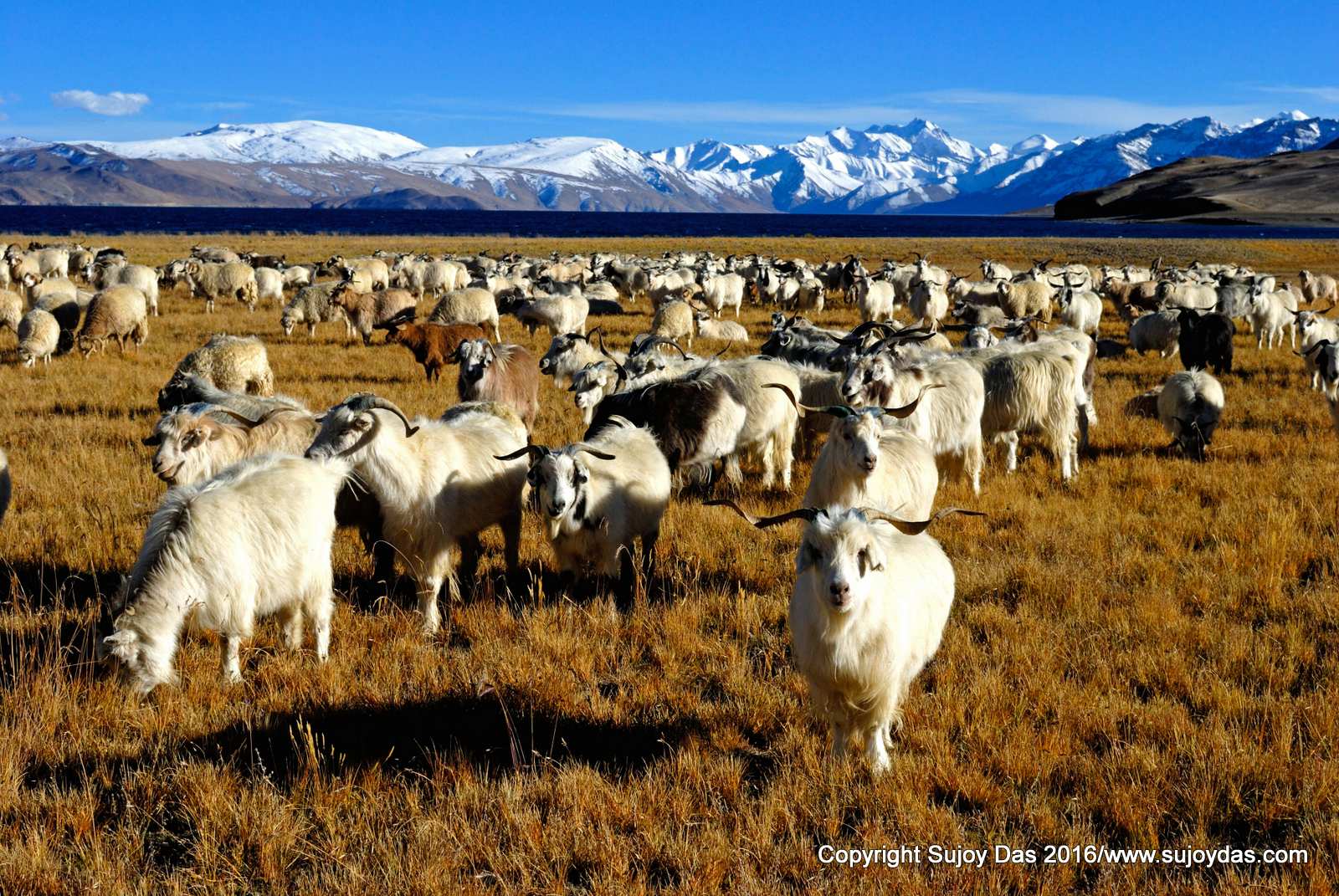 Tso Kar to Tso Moriri – The Lakes of Ladakh August 8th-19th 2018